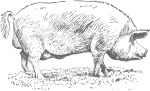 Pig